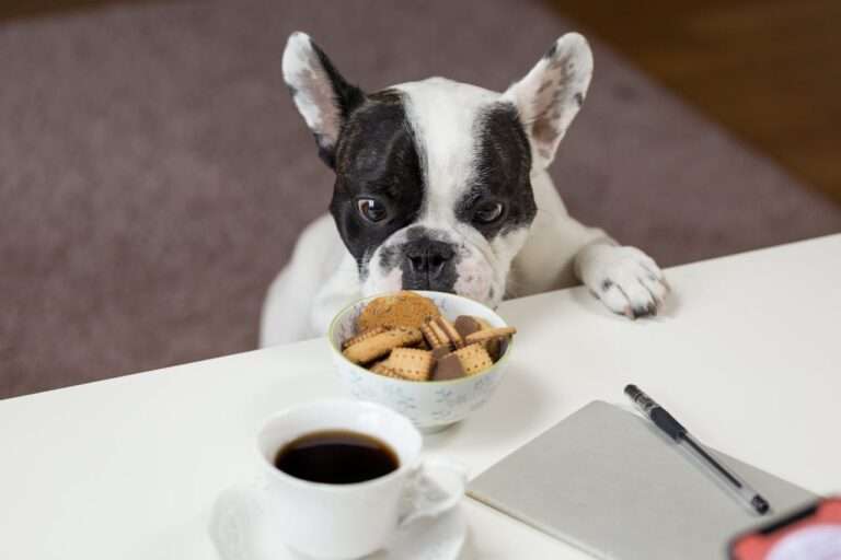 Dog Food Brands to Avoid: Ensuring Your Pet's Health with Safe Choices