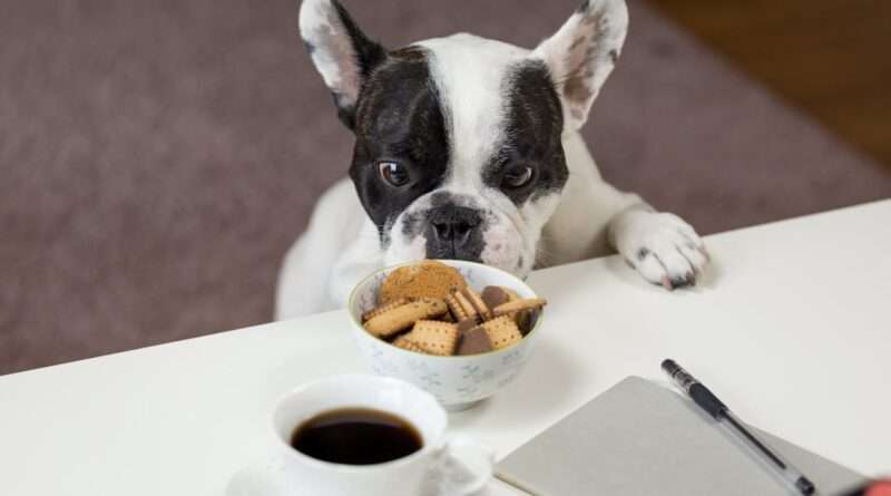 Dog Food Brands to Avoid: Ensuring Your Pet's Health with Safe Choices