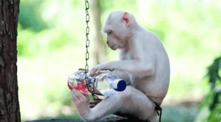 Albino Monkey Misc Archives